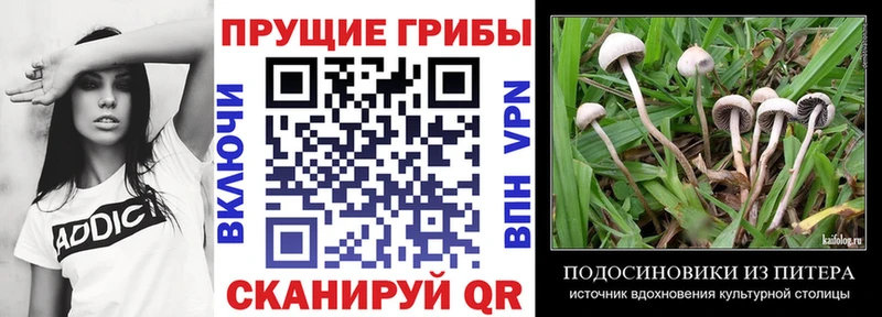 Псилоцибиновые грибы Psilocybine cubensis  Дубовка 